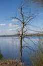 Tree on Ternopil pond or Komsomol lake